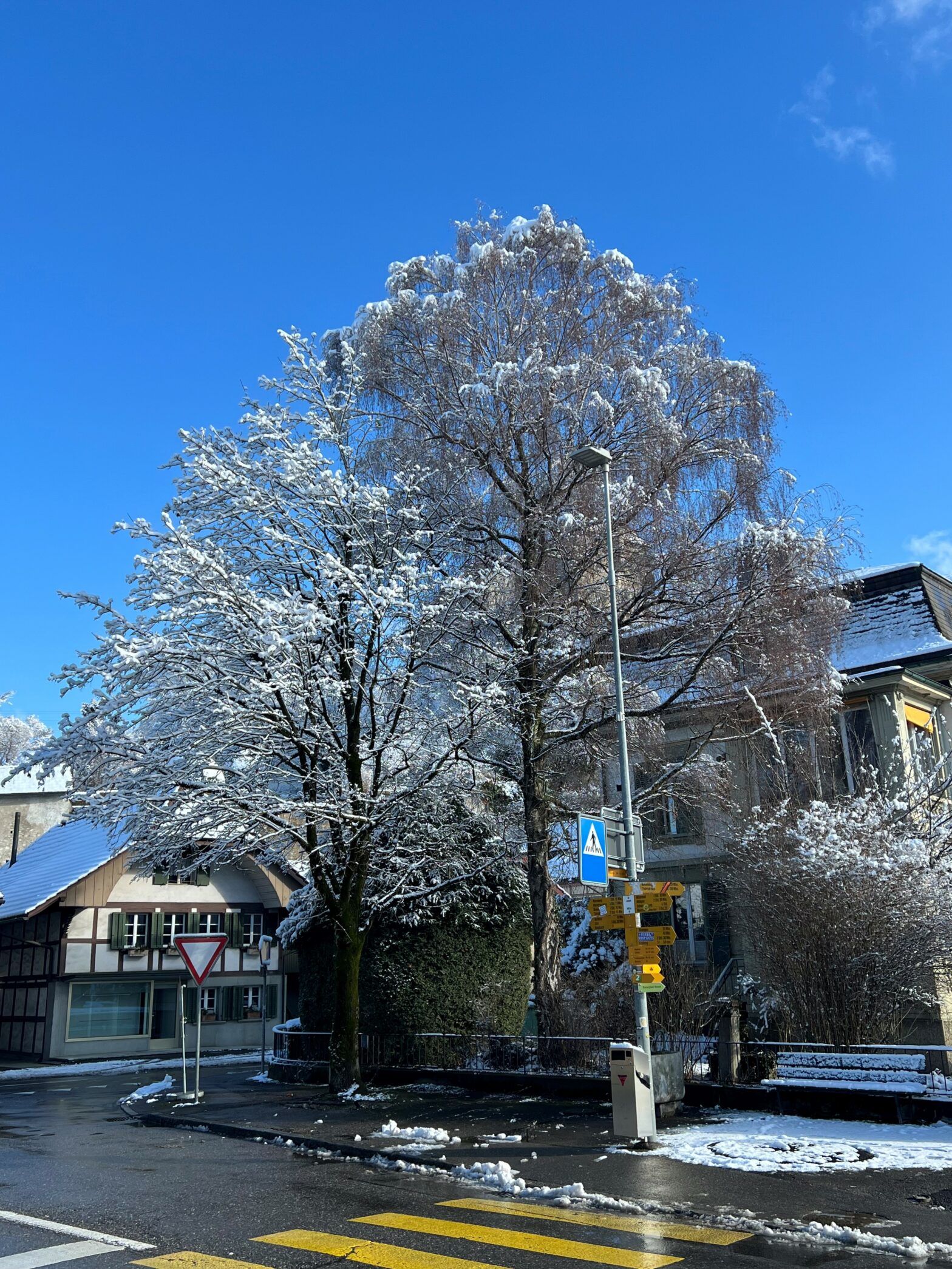 Holzerarbeiten Ende Februar 2024