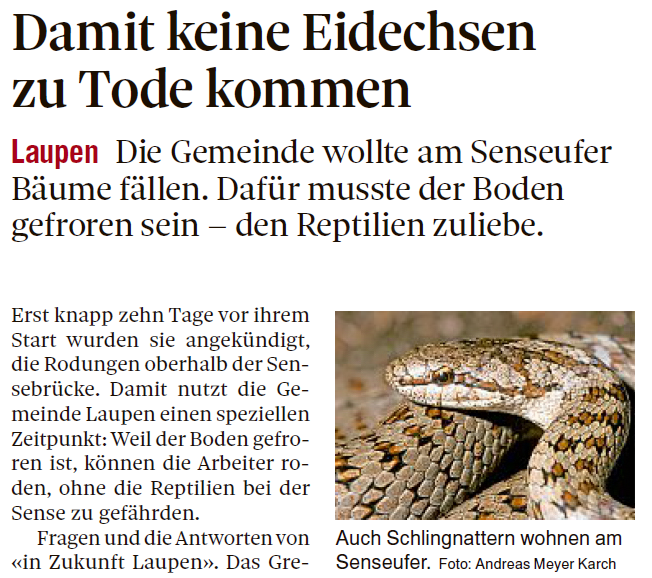 Berner Zeitung: Damit keine Eidechsen zu Tode kommen